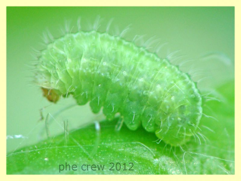 larva licenide su Onopordum acanthium cf. - Anzio 25.3.2012 - (2).JPG