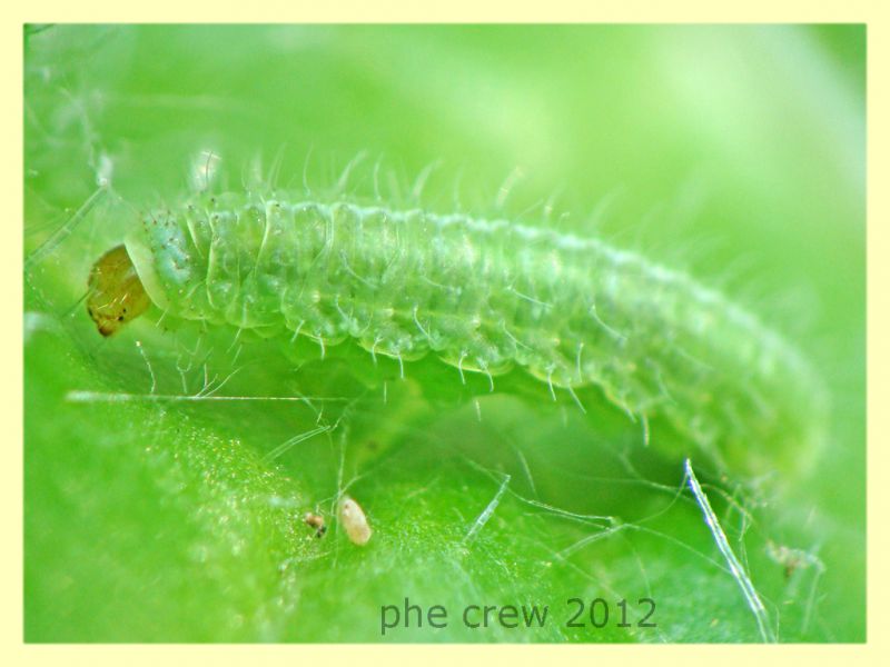 larva licenide su Onopordum acanthium cf. - Anzio 25.3.2012 - (3).JPG