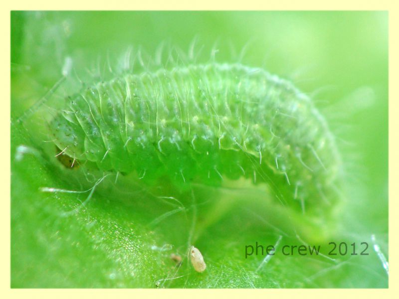 larva licenide su Onopordum acanthium cf. - Anzio 25.3.2012 - (4).JPG