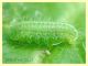 larva licenide su Onopordum acanthium cf. - Anzio 25.3.2012 - (5).JPG