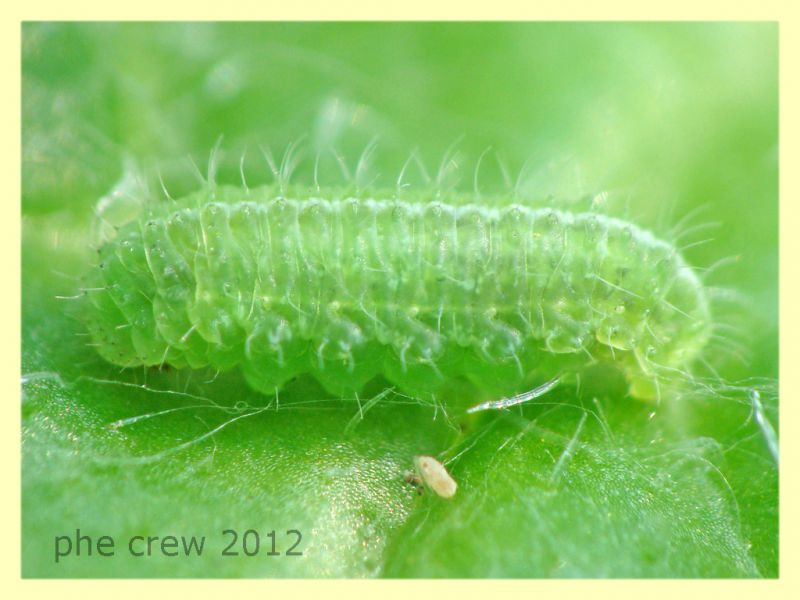 larva licenide su Onopordum acanthium cf. - Anzio 25.3.2012 - (5).JPG