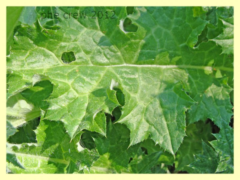 larva licenide su Onopordum acanthium cf. - Anzio 25.3.2012 - (7).JPG