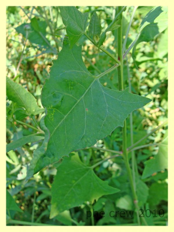 pianta ospite larva lepidottero.JPG