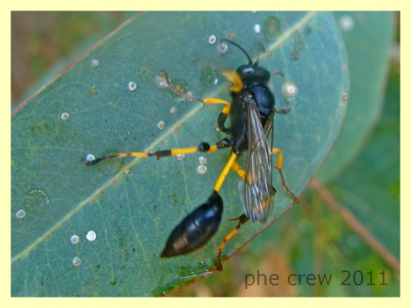 probabile Sceliphron destillatorium - Anzio 28.6.2011 - (1).JPG