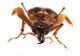 Comb3524cr-37zL3.jpg