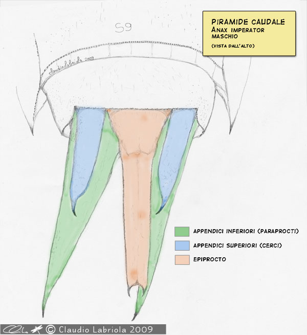 Piramide-caudale-Anax.jpg