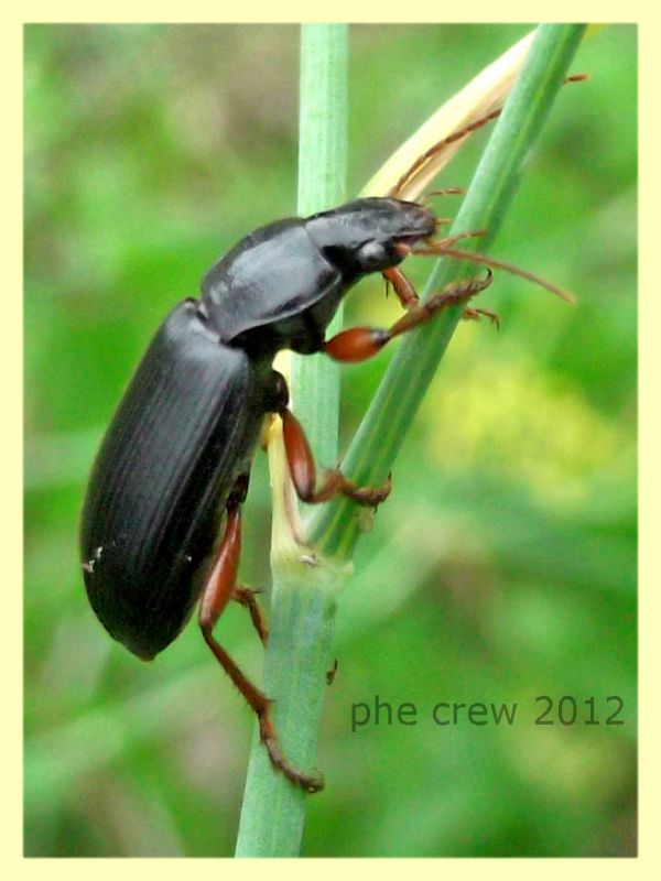 Pseudoophonus rufipes con boccioli di Sinapis sp. - Anzio 7.10.2012 - (1).jpg