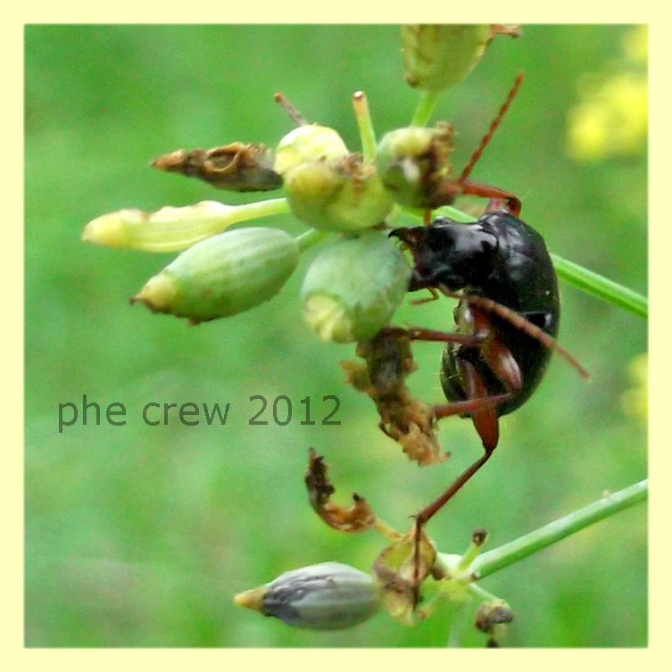 Pseudoophonus rufipes con boccioli di Sinapis sp. - Anzio 7.10.2012 - (3).jpg