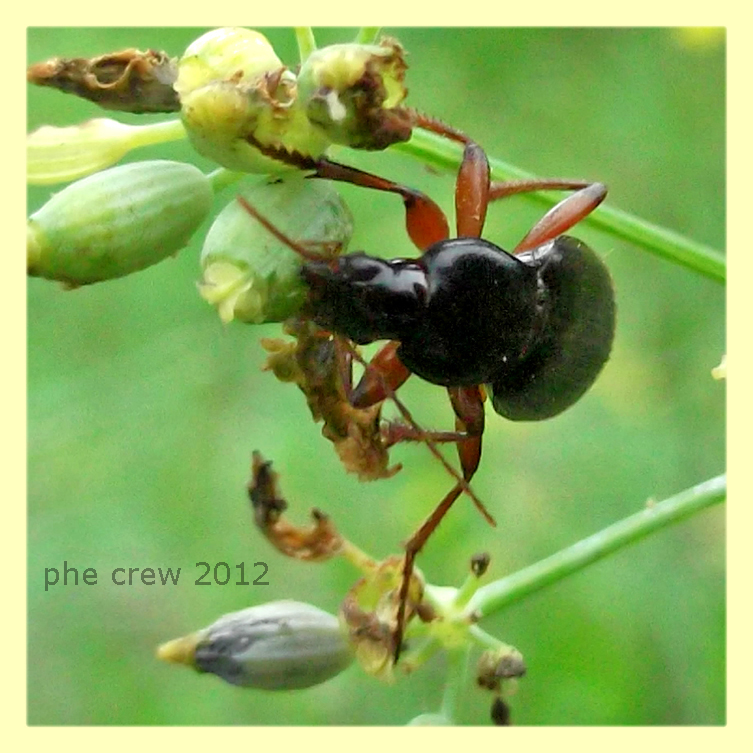 Pseudoophonus rufipes con boccioli di Sinapis sp. - Anzio 7.10.2012 - (2).jpg