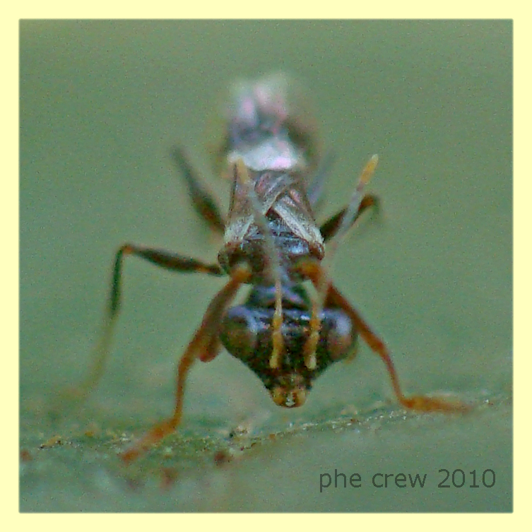 Neodryinus typhlocybae parassita Metcalfa - Anzio 9.8.2010 - (1).JPG