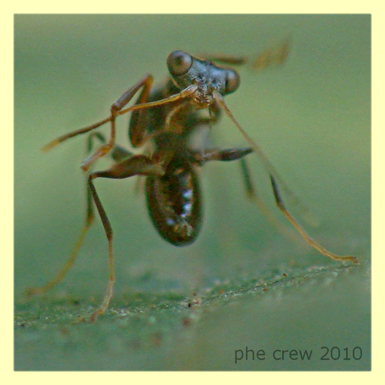 Neodryinus typhlocybae parassita Metcalfa - Anzio 9.8.2010 - (2).JPG