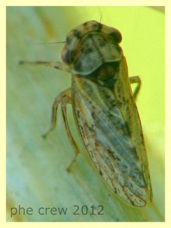 probabile Megophthalmus - Anzio - 4.5.2012 - (2).JPG