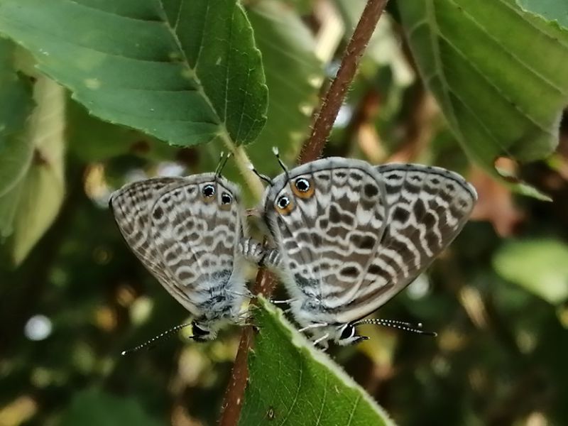 leptotes leggera.jpg