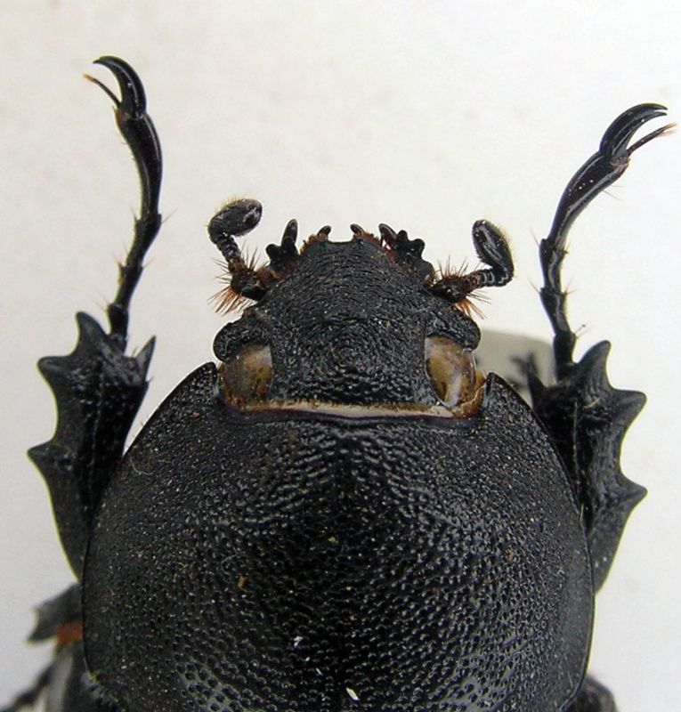 scarabeo.jpg