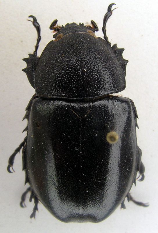 scarabeo 1.jpg