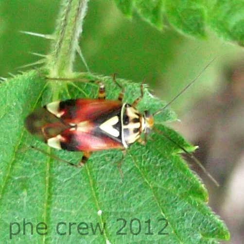 probabile Lygus pratensis - Lago di Nemi - 3.8.2012.jpg