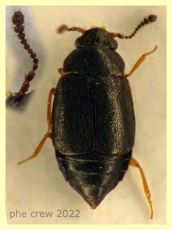 Proteinus sp. quasi 1,5 mm. in Macrolepiota procera marcescente - Anzio 22.1.2022 -.JPG