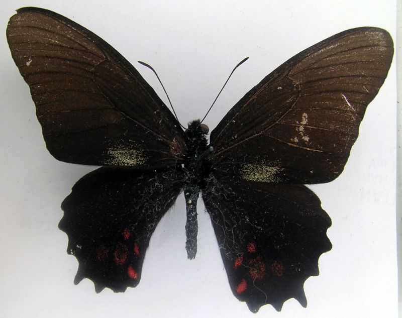 papilio.jpg