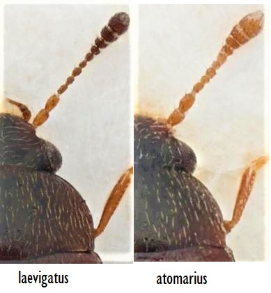 Proteinus laevigatus Hochhuth, 1872.jpg