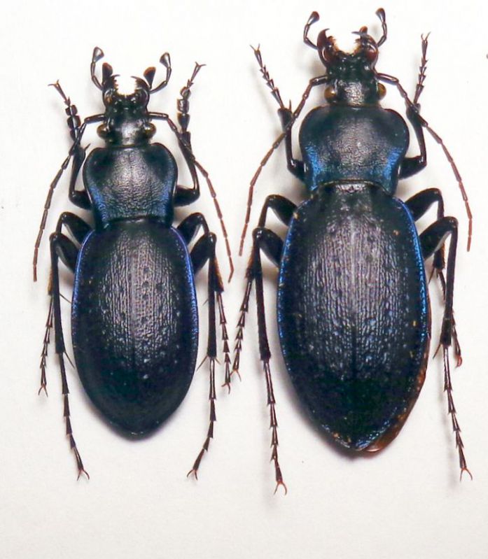 pirithous pseudosaphyrinus 1.JPG