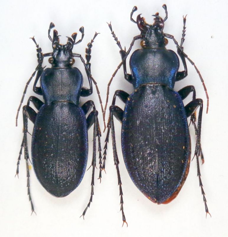 pirithous pseudosaphyrinus.JPG