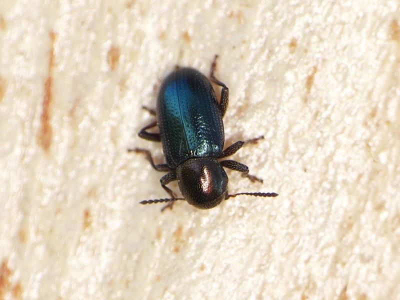 Pachnephorus corinthius varietà hipponensis e.jpg