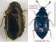 Proteinus atomarius.jpg