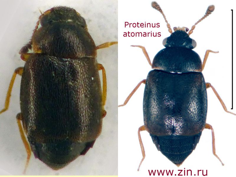 Proteinus atomarius.jpg