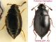 Proteinus laevigatus.jpg
