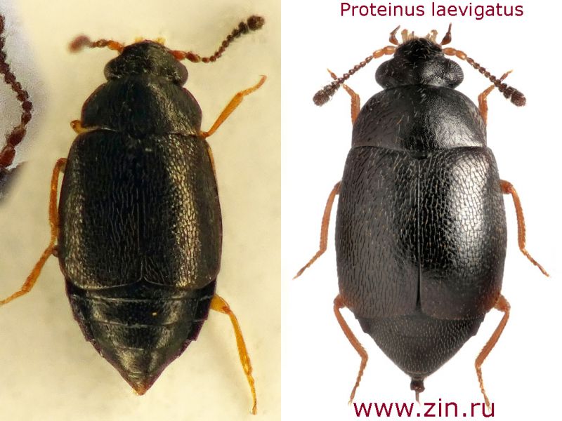 Proteinus laevigatus.jpg