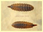 Stratiomyidae - Chorisops sp.  larva 5,5 mm - 22.1.2022 - (4).JPG
