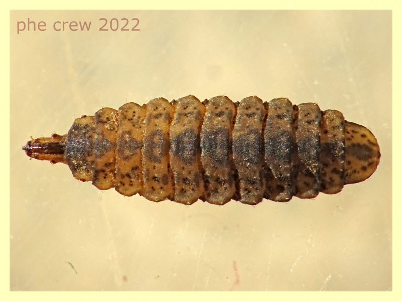 Stratiomyidae - Chorisops sp.  larva 5,5 mm - 22.1.2022 - (10).JPG