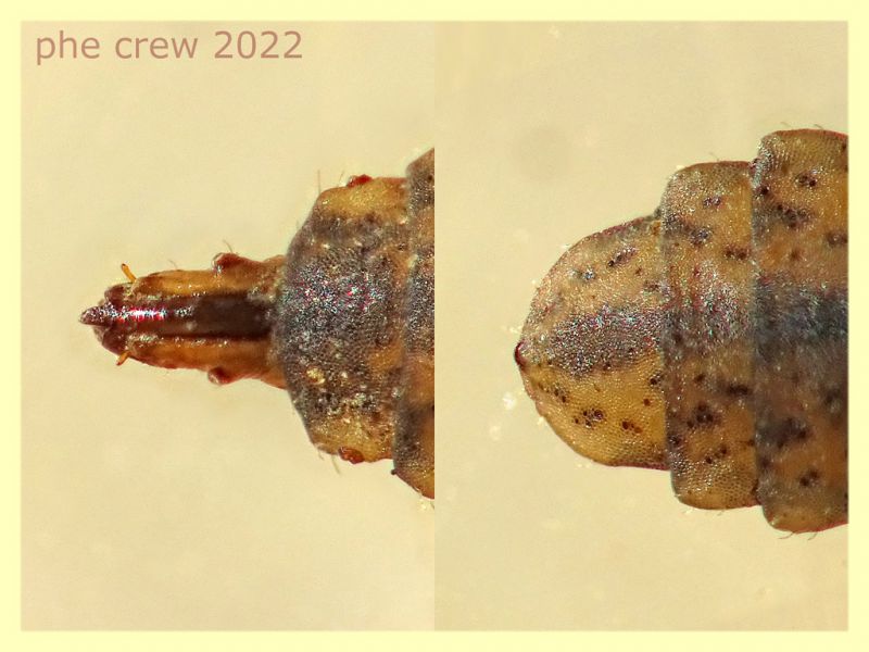 Stratiomyidae - Chorisops sp.  larva 5,5 mm - 22.1.2022 - (19).JPG