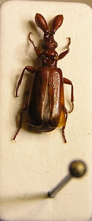 Tanzanie, 6mm.JPG