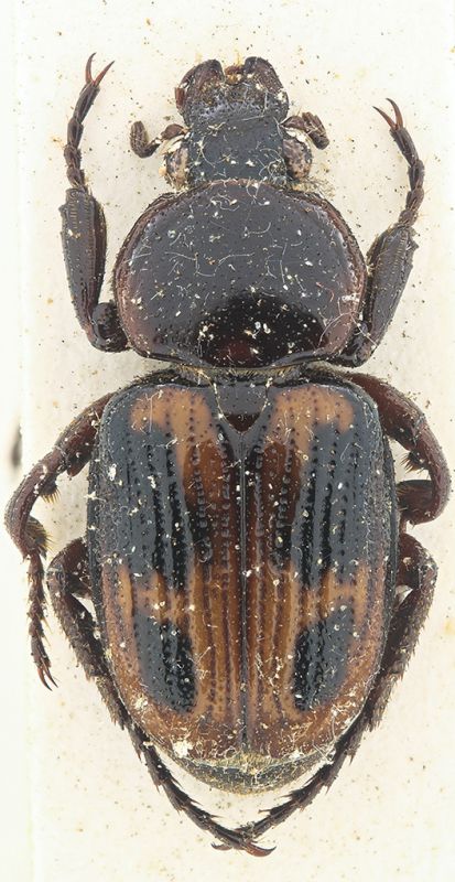 Clastocnemis cfr. quadrimaculatus.jpg