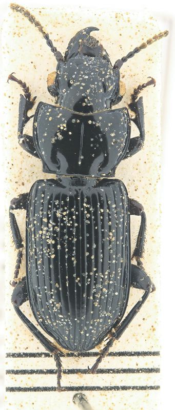 Carabidae 1.jpg