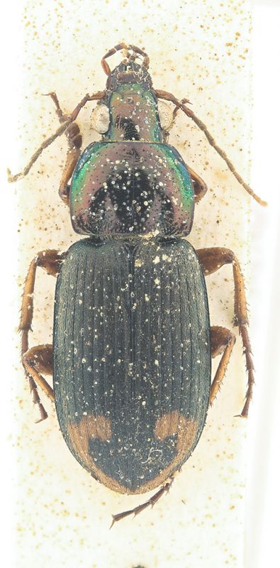 Carabidae 2.jpg