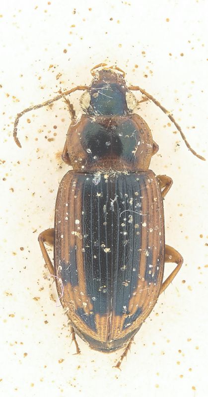 Carabidae 3.jpg