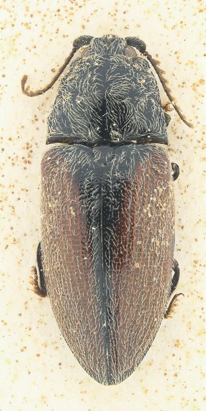 Elateridae 1.jpg