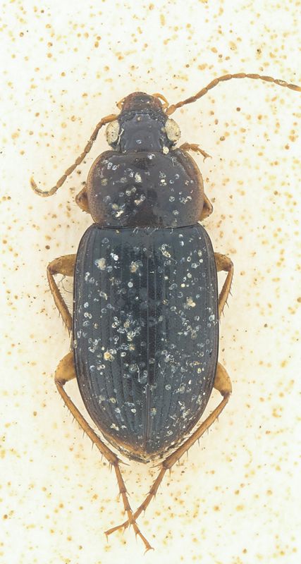 Carabidae 4.jpg