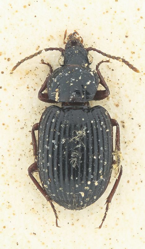 Carabidae 5 pro web.jpg