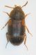 (Micetophagi) Mycetophagus quadriguttatus.jpg