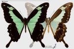 IMG_5907-10_Papilio_phorcas_d_v_s.jpg