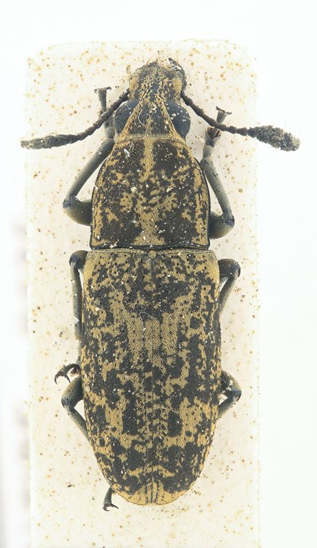 anthribidae sao tome.jpg