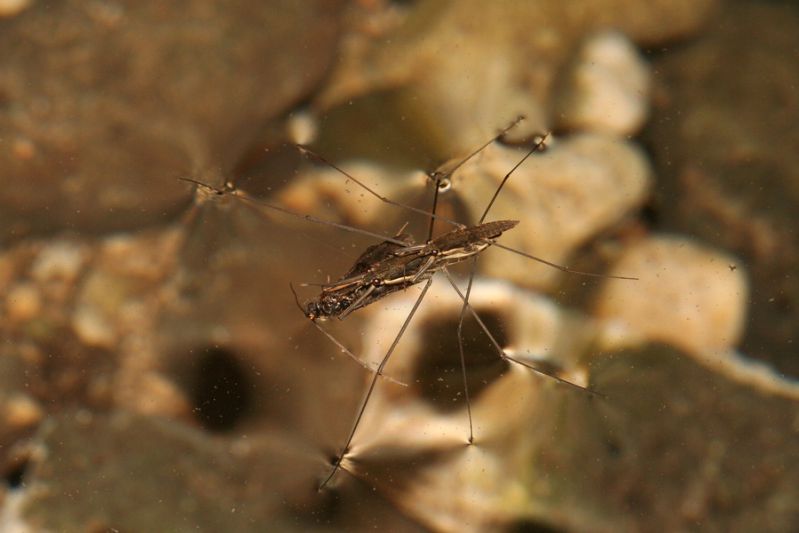 Fiume Calcinara, RNO valle Anapo, Sortino. 29 Luglio 2010 (12).jpg