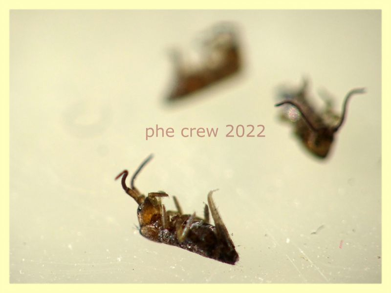 Prob. Tomoceridae 2 mm. - Anzio 22.1.2022 - (4).JPG