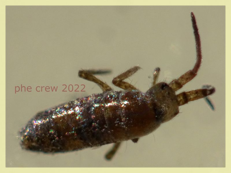 Prob. Tomoceridae 2 mm. - Anzio 22.1.2022 - (1).JPG