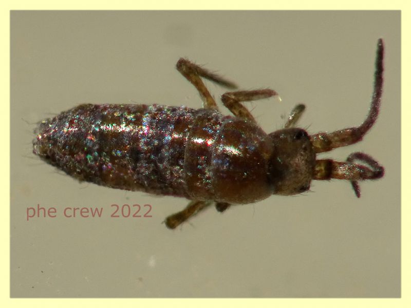 Prob. Tomoceridae 2 mm. - Anzio 22.1.2022 - (2).JPG