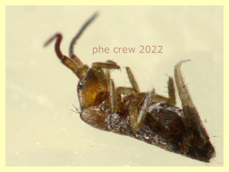 Prob. Tomoceridae 2 mm. - Anzio 22.1.2022 - (5).JPG
