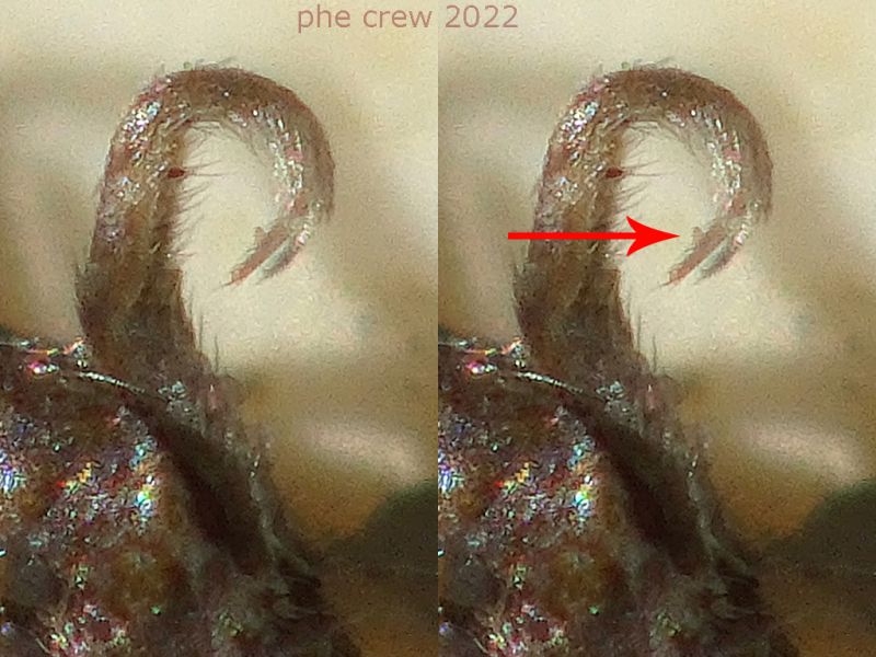 Prob. Tomoceridae 2 mm. - Anzio 22.1.2022 - (3).JPG